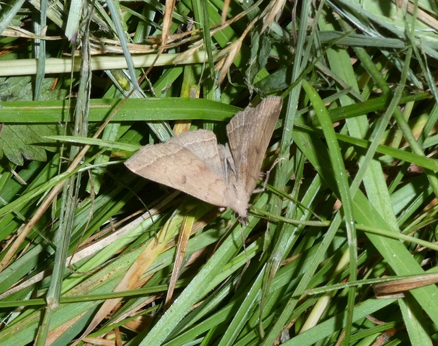 Pechipogo plumigeralis - tollascsápú karcsúbagoly