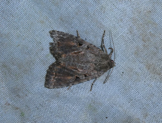 Apterogenum ypsillon - ipszilon-erdeibagoly