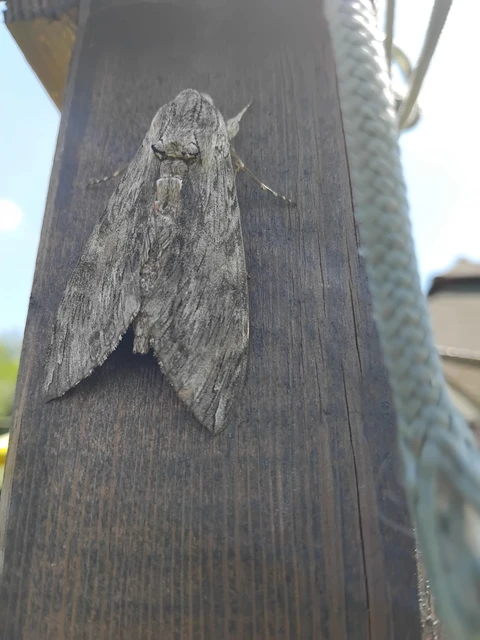 Agrius convolvuli - szulákszender