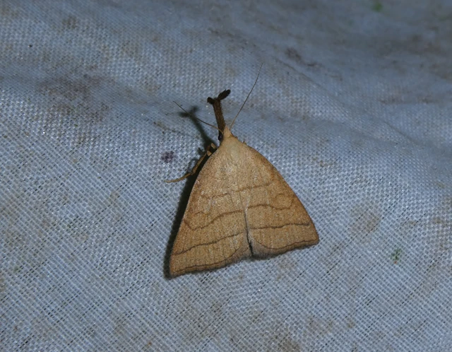 Polypogon tentacularia - sötétaljú karcsúbagoly