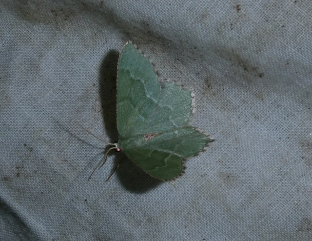 Hemithea aestivaria - nyír-zöldaraszoló