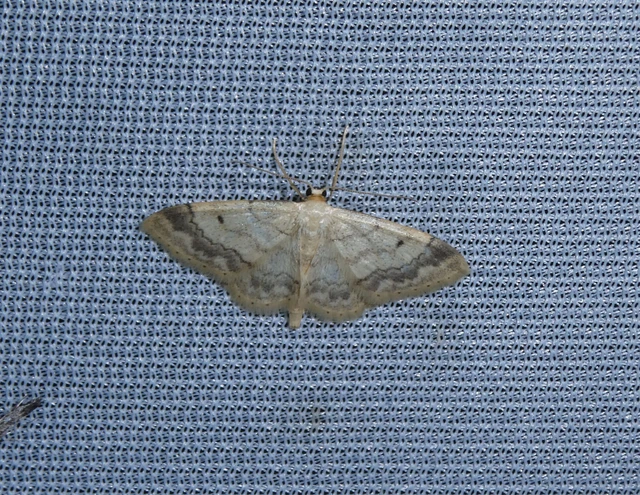 Idaea biselata - mocsári sávosaraszoló