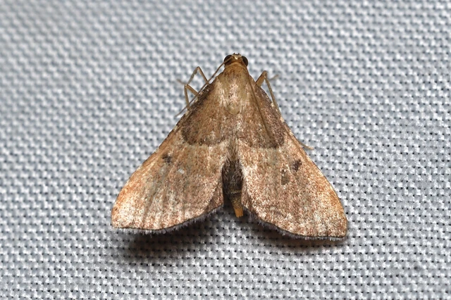 Endotricha flammealis - tüzesszárnyú fényilonca