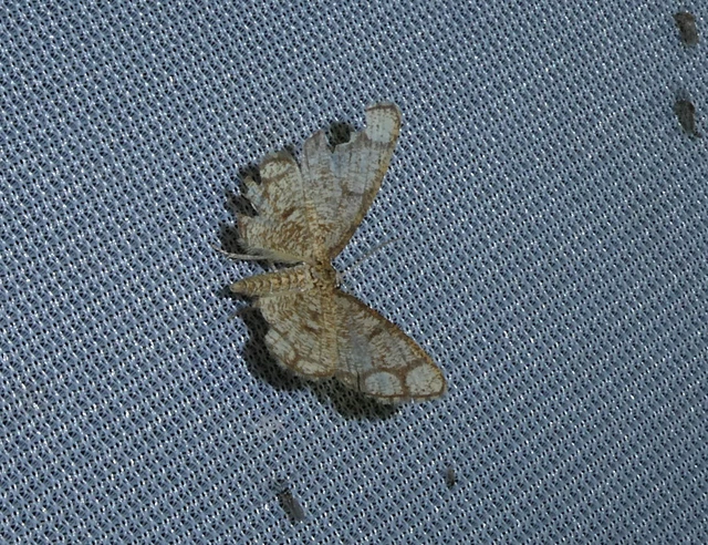 Stegania cararia - gyűrűs nyáraraszoló