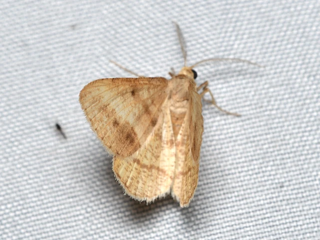 Tephrina arenacearia - lucerna-araszoló