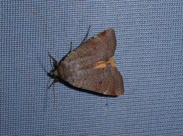 Noctua comes - kis sárgafűbagoly