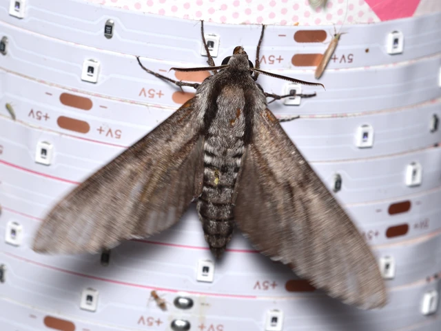 Hyloicus pinastri - fenyőszender