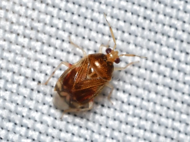 Miridae - mezeipoloskák