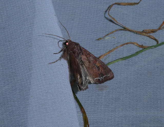 Lacanobia oleracea - saláta-kertibagoly