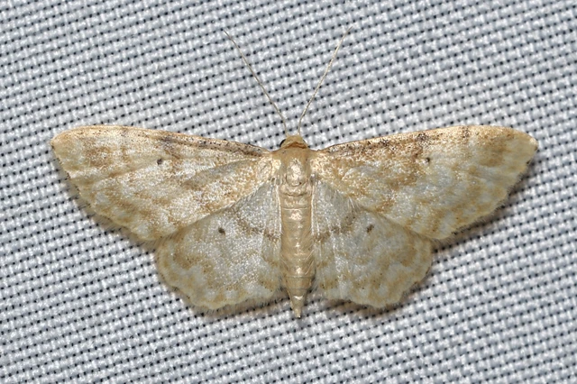 Idaea fuscovenosa - szürkeszélű apróaraszoló