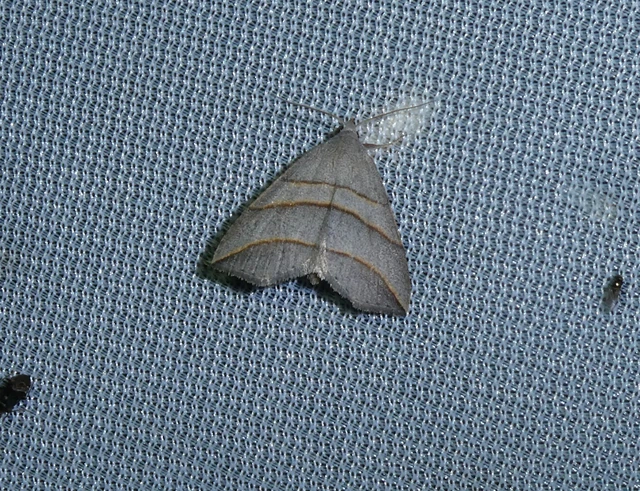 Colobochyla salicalis - háromsávos törpebagoly