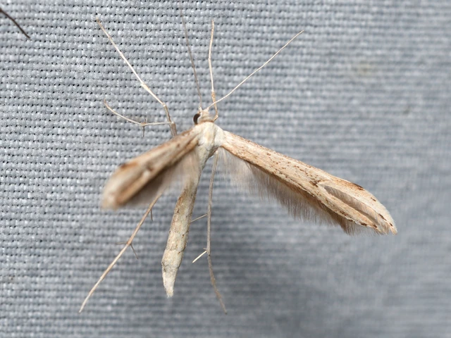 Pterophoridae - tollasmolyfélék
