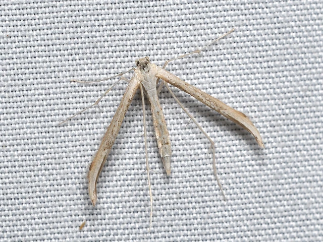 Pterophoridae - tollasmolyfélék