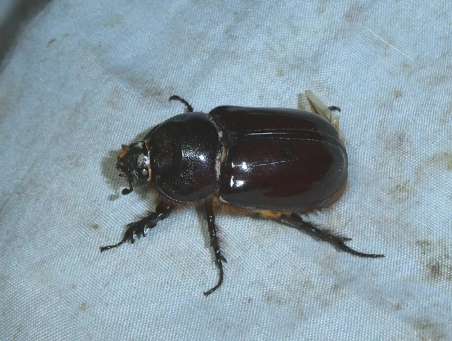 Oryctes nasicornis - orrszarvú bogár