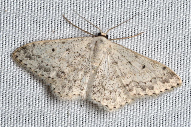 Scopula marginepunctata - pettyes sávosaraszoló