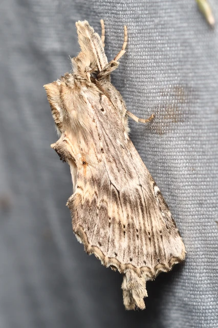 Pterostoma palpina - csőrös púposszövő