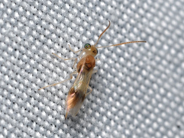 Braconidae - gyilkosfürkészek