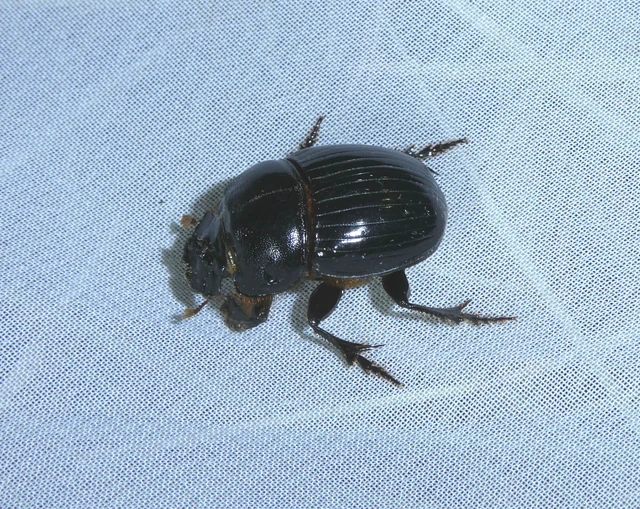 Copris lunaris - közönséges holdszarvú-ganéjtúró