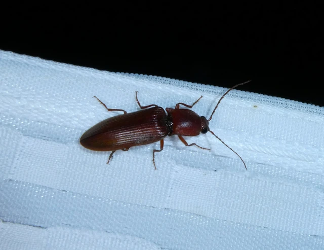 Stenagostus rufus - nagy pattanó