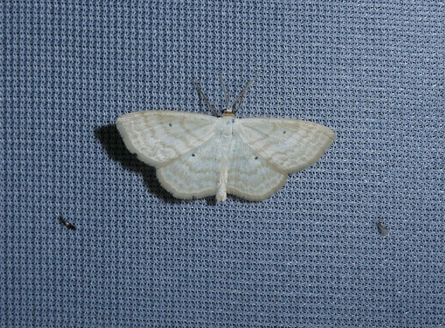Scopula immutata - réti fehéraraszoló