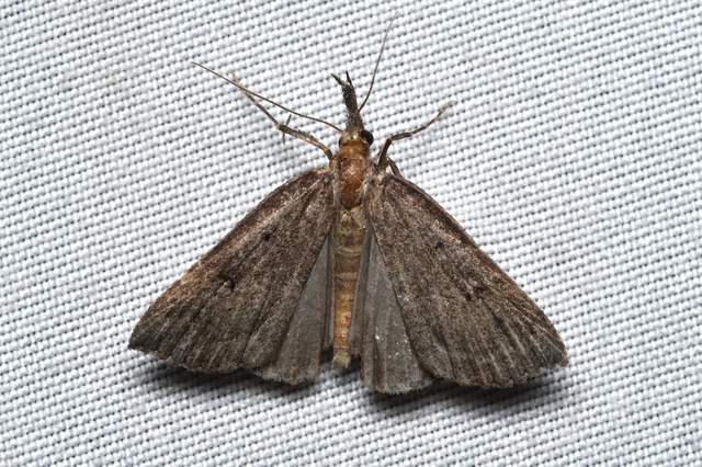 Hypena rostralis - közönséges karcsúbagoly