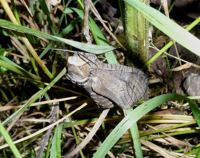 Cossus cossus - fűzfarontólepke