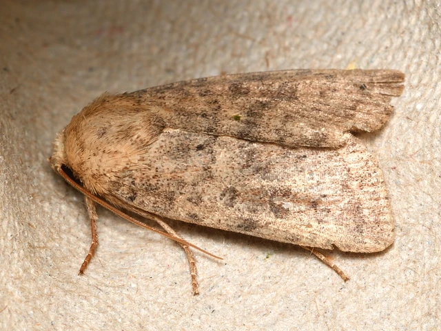 Hoplodrina octogenaria - barna selymesbagoly