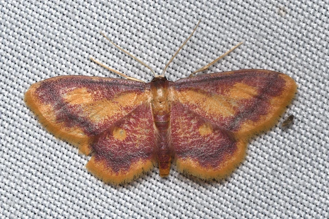 Idaea muricata - mocsári pirosaraszoló
