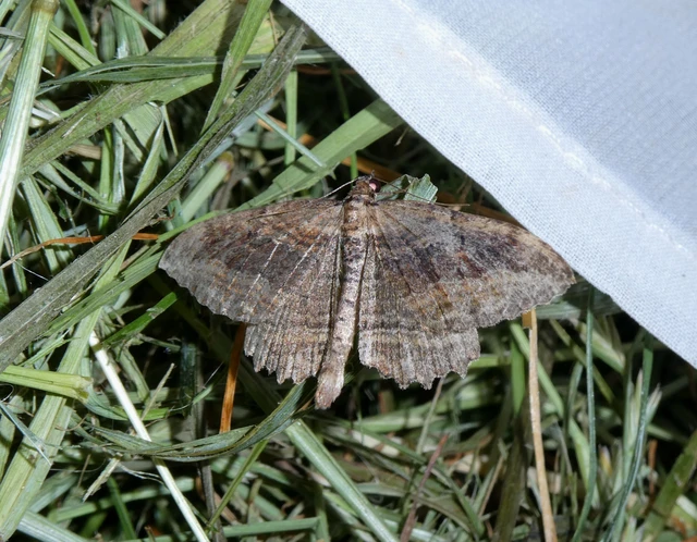 Philereme transversata - varjútövis-araszoló