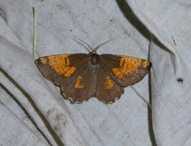Angerona prunaria - sárga kökényaraszoló