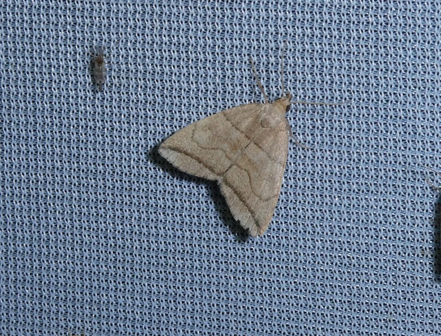 Herminia grisealis - ligeti karcsúbagoly