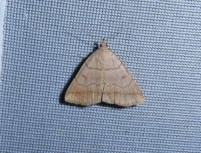 Zanclognatha lunalis - pelyheslábú karcsúbagoly