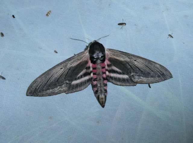Sphinx ligustri - fagyalszender