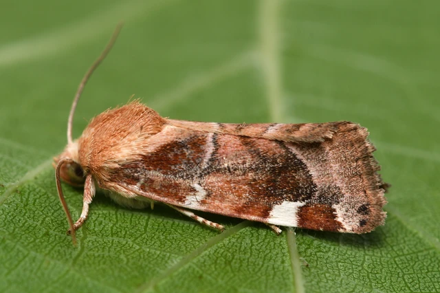 Cosmia diffinis - szilfa-lombbagoly
