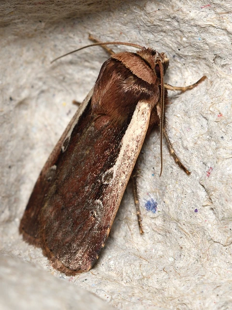 Ochropleura plecta - fehérszegélyű fűbagoly