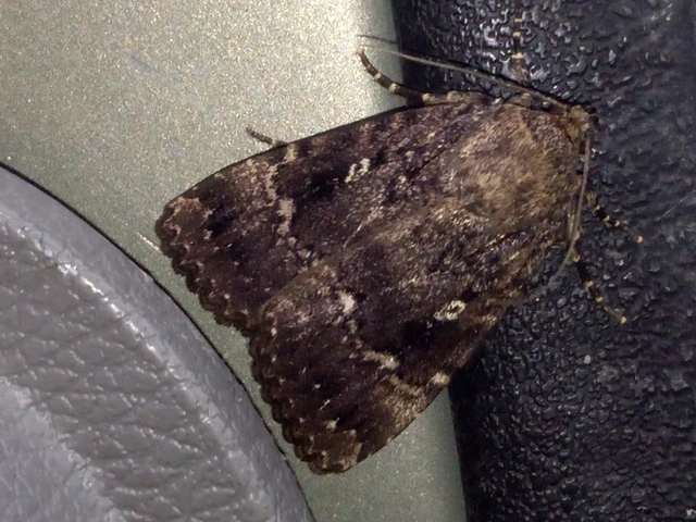 Amphipyra pyramidea - fahéjszínű bagoly