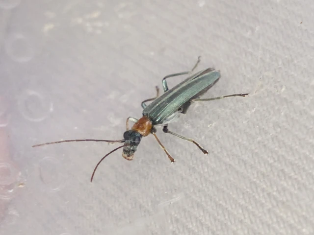 Oedemera croceicollis - pirostorú álcincér