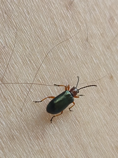 Oulema melanopus/duftschmidi
