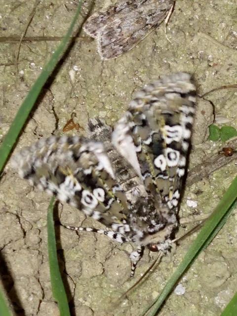 Lamprosticta culta - hármasfoltú bagoly