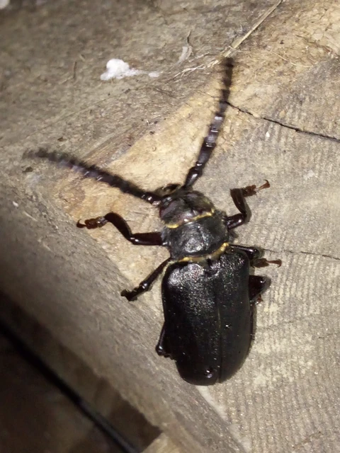 Prionus coriarius - csőszcincér