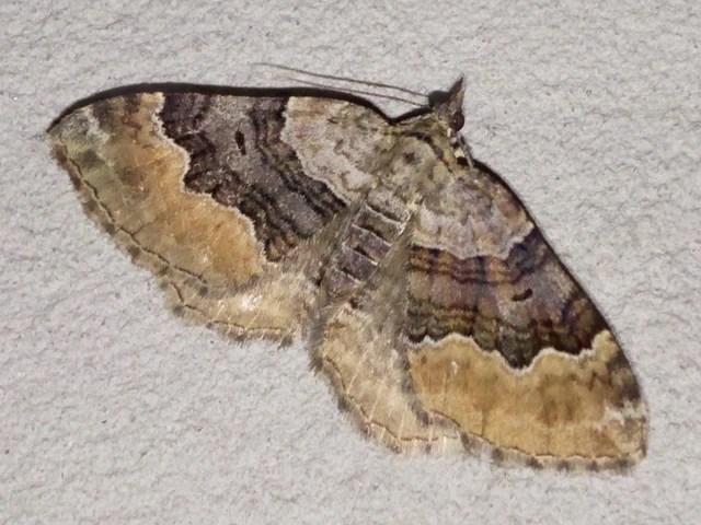 Xanthorhoe quadrifasiata - négysávos tarkaaraszoló