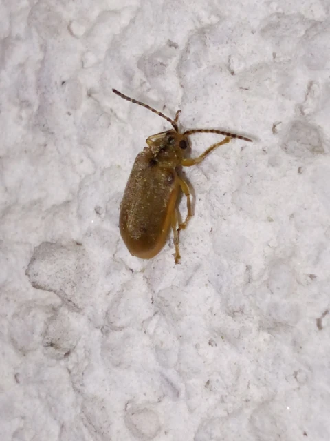 Galerucella lineola - fűz olajosbogár