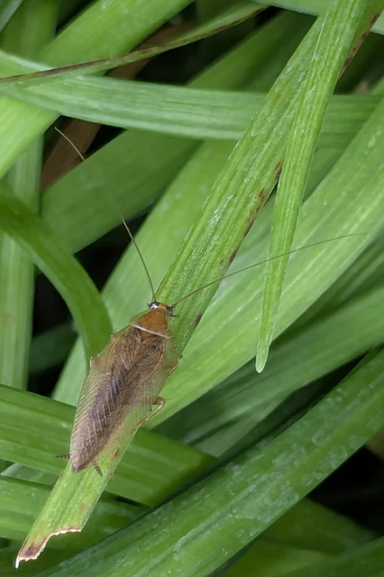 Blattodea - Csótányok Blattodea - Csótányok