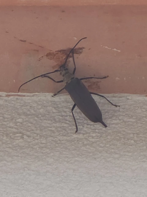 Aegosoma scabricorne - diófacincér