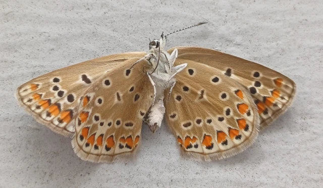 Polyommatus icarus - közönséges boglárka