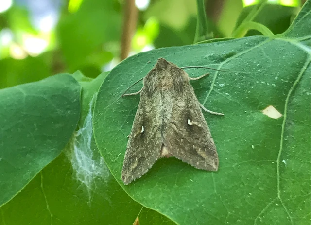Mythimna albipuncta - fehérpettyes rétibagoly