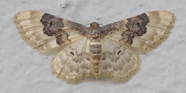 Idaea rusticata - tarka apróaraszoló