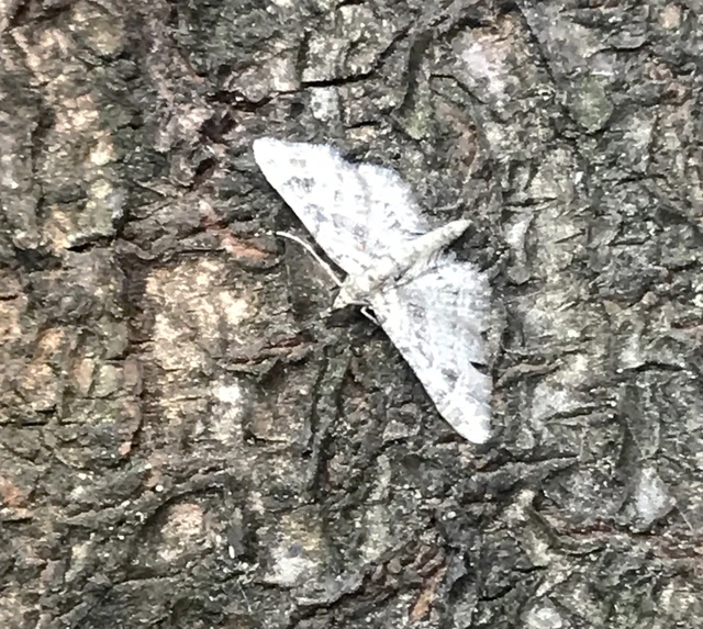 Gymnoscelis rufifasciata - vöröscsíkos törpearaszoló