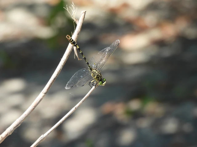 Onychogomphus forcipatus - gyűrűs folyami-szitakötő Onychogomphus forcipatus - gyűrűs folyami-szitakötő