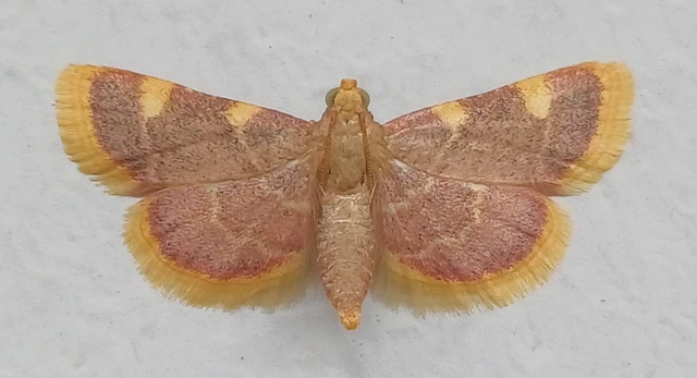 Hypsopygia costalis - szénailonca